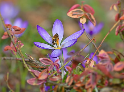 bee on purple flower thumbnail