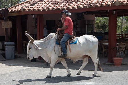 man ridding cow thumbnail