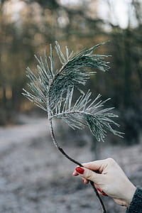 selective focus photography of person holding green leafed branch thumbnail