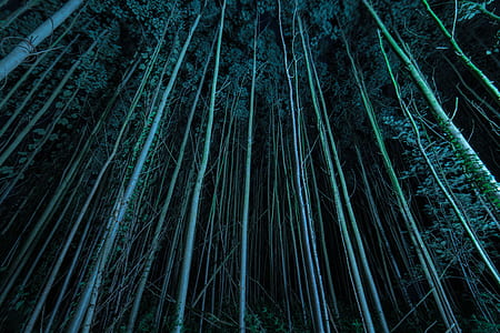 low angle photography of trees at night thumbnail