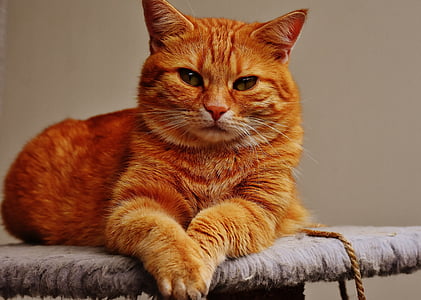 yellow cat lying on gray textile thumbnail