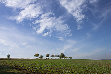 trees on grass field thumbnail