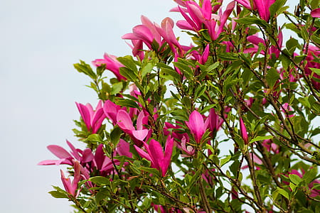 pink flowers and green leaves thumbnail
