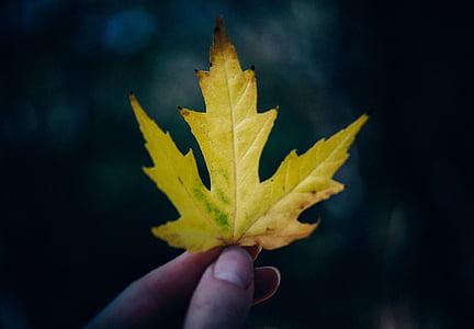 person holding maple leaf thumbnail
