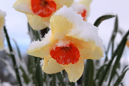 bloomed red and yellow petaled flowers covered in snow thumbnail