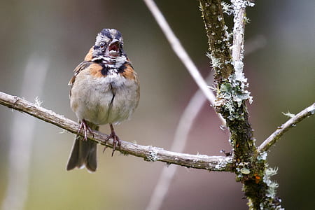 brown and black bird on tree thumbnail