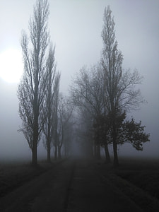 empty pavement between tall trees during fogs thumbnail