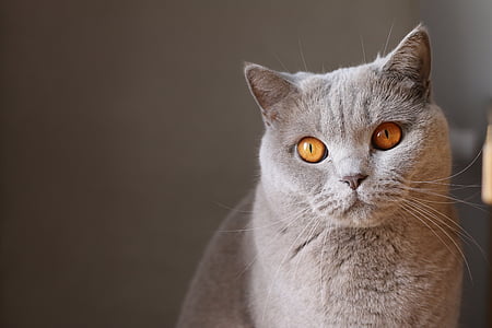 gray cat thumbnail