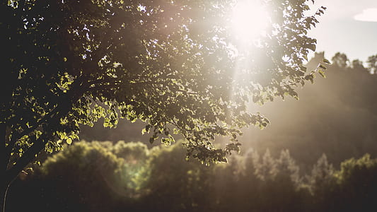 nature, sun, forest, trees thumbnail
