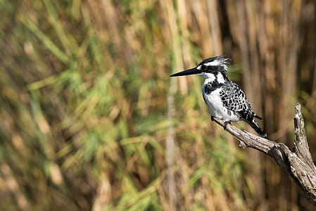 selective focus photograph of white and black bird perching on tree thumbnail
