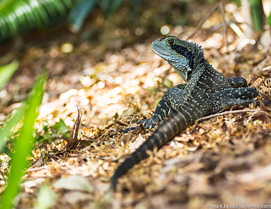 Black and Green Lizard during Daytime thumbnail