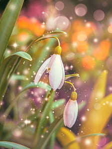 close-up photo of white snowdrop flowers wallpaper thumbnail