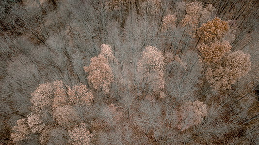 aerial photography of forest trees thumbnail