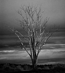 grayscale photo of tree thumbnail