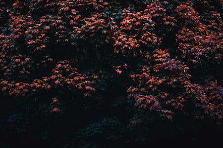 shallow focus photography of green and orange leaves thumbnail