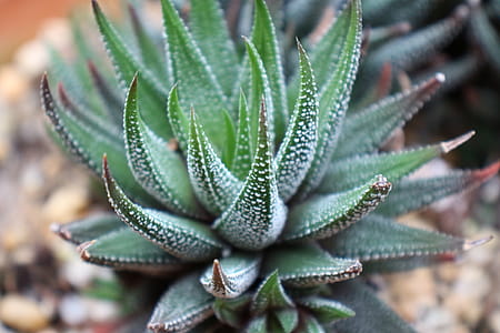 Closeup of a succulent plant Haworthia Attenuata or Zebra Plant, Zebra Haworthia, Apicra Attenuata, and Aloe Clariperla is a family of non-cactus plants that live in the desert of South Africa. This zebra plant is growing in a small clay pot inside a greenhouse at Deep Cut Garden in New Jersey. thumbnail