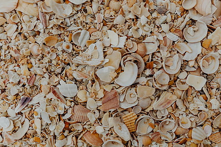 Sea shells on the beach, Algarve, Portugal thumbnail