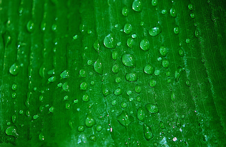 water drops on green leaf plant thumbnail