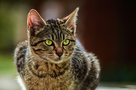 selective focus photograph yof brown tabby cat thumbnail