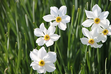 selective focus photography of white Nacrissus flower thumbnail