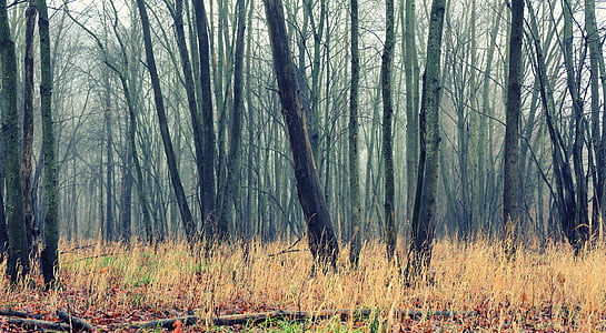 leafless trees thumbnail