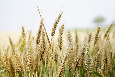 wheat plant thumbnail