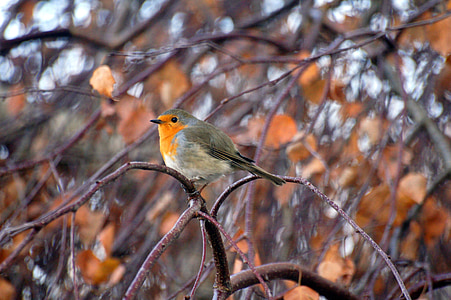 short-beak bird perched on tree twig during daytime thumbnail