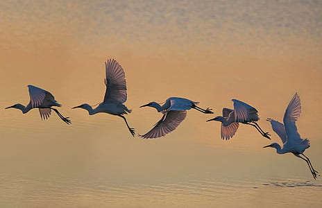 five bird flying above bodies of water thumbnail