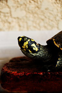 closeup photography of black and yellow turtle thumbnail