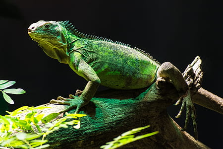 green bearded dragon on driftwood thumbnail