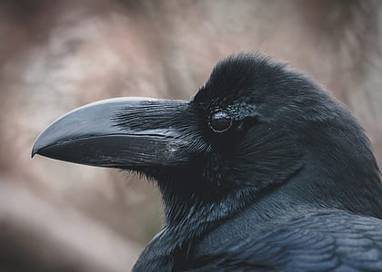 black raven thumbnail
