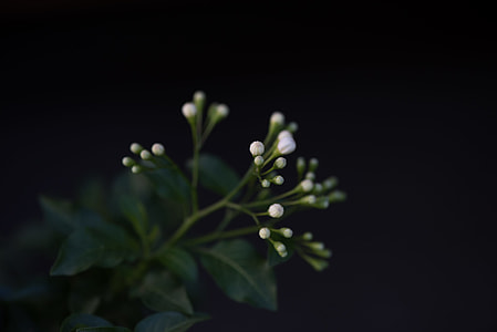 white petaled flower on close up view photography thumbnail