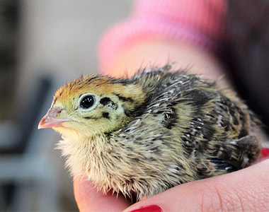 person holding yellow and black chicken chick thumbnail