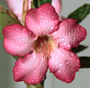 selective focus photography of pink petaled flower thumbnail