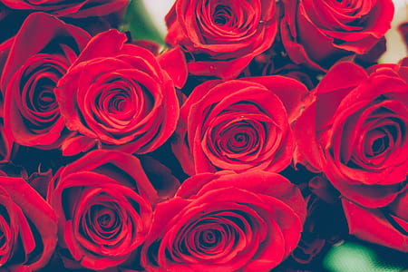 love, romantic, flowers, petals thumbnail