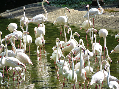 flock of Egret thumbnail