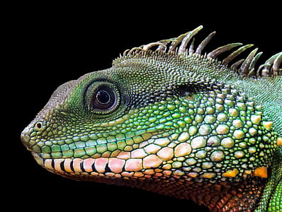 green and pink chameleon thumbnail