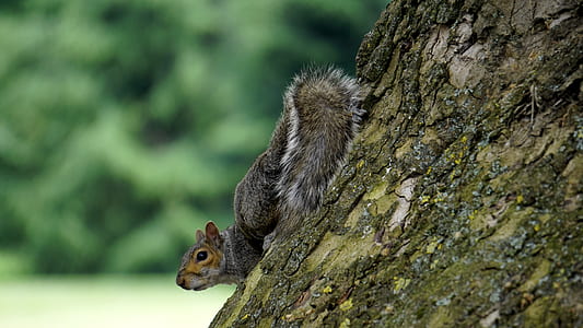 wood, nature, forest, animal thumbnail