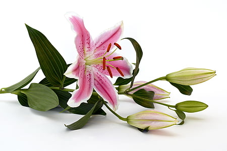 white and pink lily flower thumbnail