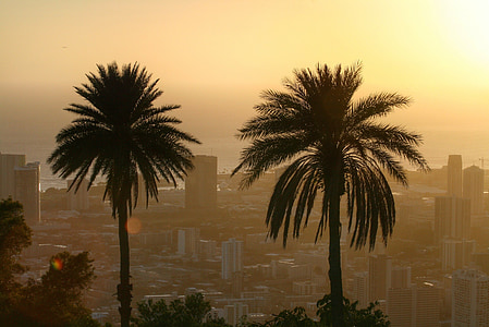 palm trees silhouette of cityscape thumbnail