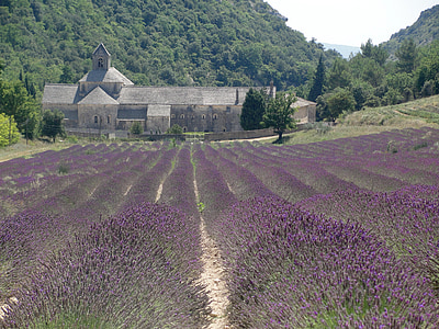 lavender flower field during daytime thumbnail