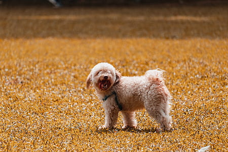 Small Dog Standing over Grass thumbnail