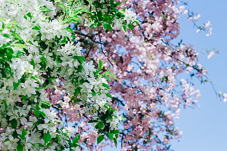 white and pink flowers thumbnail