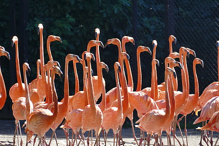 flock of brown bird photo during daytime thumbnail