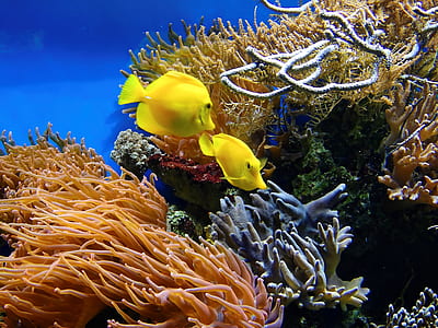 two yellow fish surround by coral reefs thumbnail