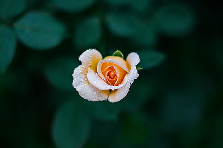 white and orange Rose thumbnail