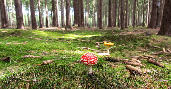 close up photography of red mushroom during day time thumbnail