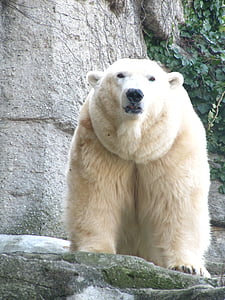 polar bear near gray stone thumbnail