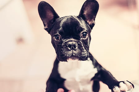 selective photography of black and white French bulldog thumbnail