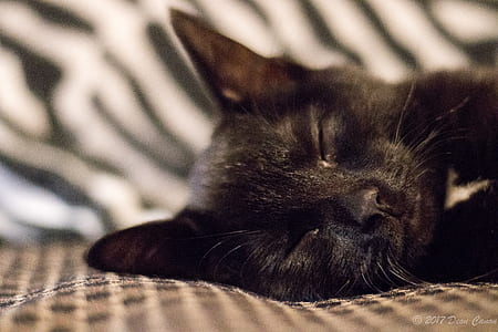 Selective Focus of Black Cat Photo thumbnail